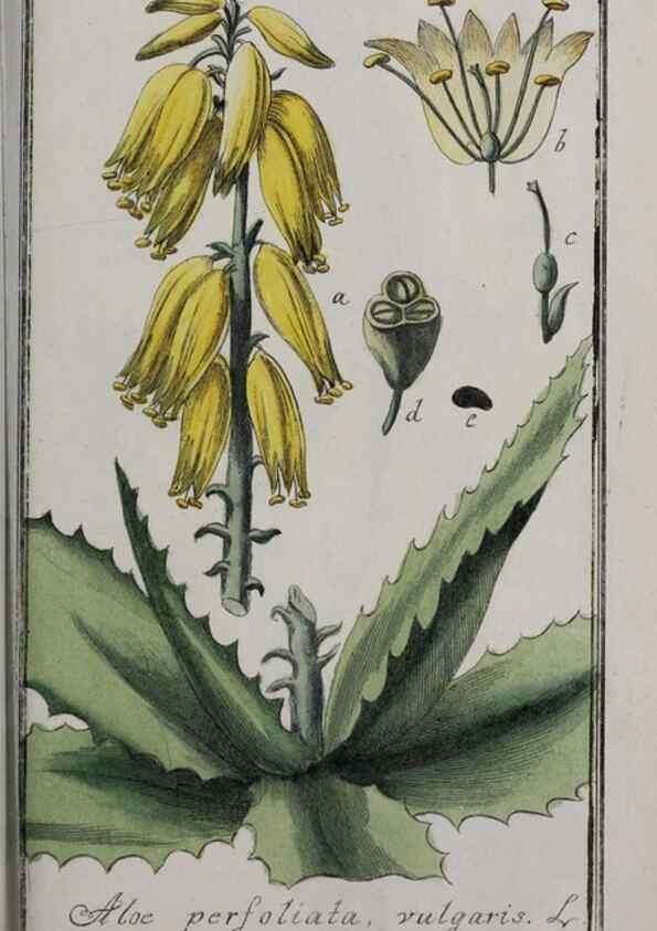 Reproducción/Reproduction 47127634942: Icones plantarum medicinalium.. Nürnberg :auf Kosten der Raspischen Buchhandlung,1779-1790. 