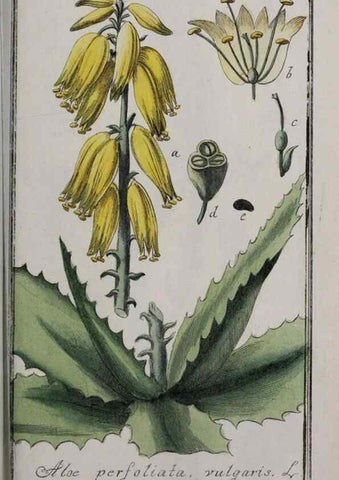 Reproducción/Reproduction 47127634942: Icones plantarum medicinalium.. Nürnberg :auf Kosten der Raspischen Buchhandlung,1779-1790. 