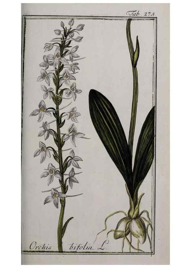 Reproducción/Reproduction 47127627962: Icones plantarum medicinalium.. Nürnberg :auf Kosten der Raspischen Buchhandlung,1779-1790. 