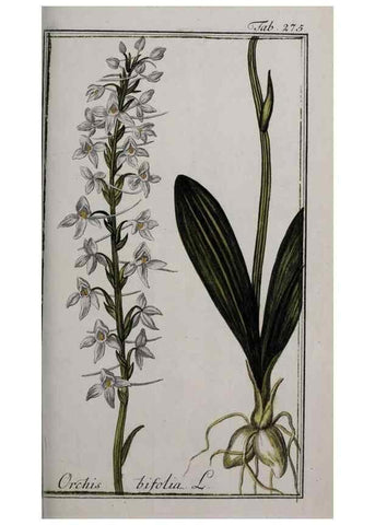 Reproducción/Reproduction 47127627962: Icones plantarum medicinalium.. Nürnberg :auf Kosten der Raspischen Buchhandlung,1779-1790. 