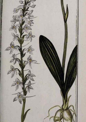 Reproducción/Reproduction 47127627962: Icones plantarum medicinalium.. Nürnberg :auf Kosten der Raspischen Buchhandlung,1779-1790. 