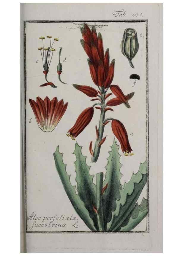 Reproducción/Reproduction 47127635822: Icones plantarum medicinalium.. Nürnberg :auf Kosten der Raspischen Buchhandlung,1779-1790. 