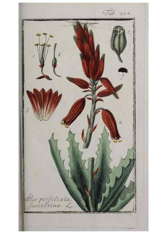 Reproducción/Reproduction 47127635822: Icones plantarum medicinalium.. Nürnberg :auf Kosten der Raspischen Buchhandlung,1779-1790. 