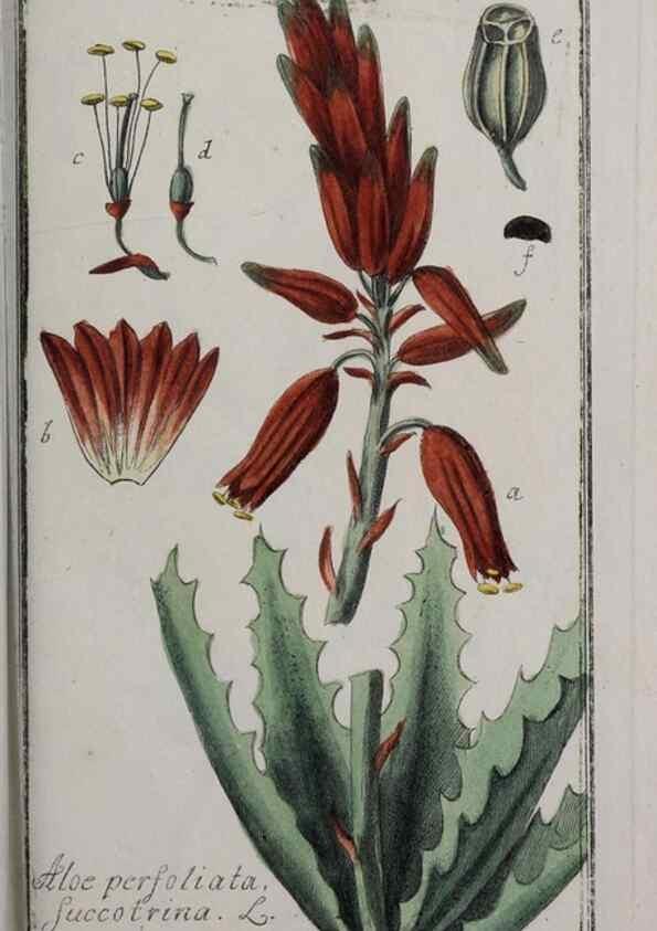 Reproducción/Reproduction 47127635822: Icones plantarum medicinalium.. Nürnberg :auf Kosten der Raspischen Buchhandlung,1779-1790. 