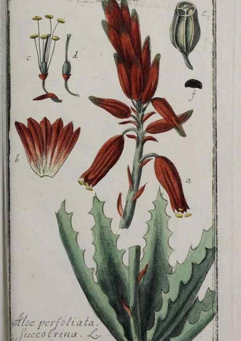 Reproducción/Reproduction 47127635822: Icones plantarum medicinalium.. Nürnberg :auf Kosten der Raspischen Buchhandlung,1779-1790. 