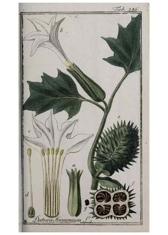 Reproducción/Reproduction 32237677097: Icones plantarum medicinalium.. Nürnberg :auf Kosten der Raspischen Buchhandlung,1779-1790. 