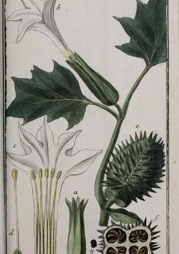 Reproducción/Reproduction 32237677097: Icones plantarum medicinalium.. Nürnberg :auf Kosten der Raspischen Buchhandlung,1779-1790. 