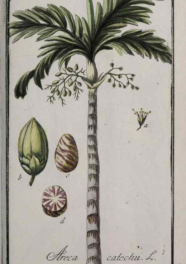 Reproducción/Reproduction 46265267705: Icones plantarum medicinalium.. Nürnberg :auf Kosten der Raspischen Buchhandlung,1779-1790. 