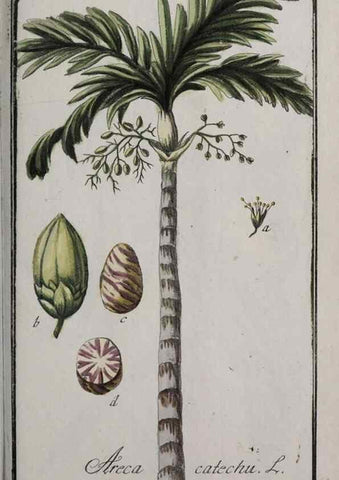 Reproducción/Reproduction 46265267705: Icones plantarum medicinalium.. Nürnberg :auf Kosten der Raspischen Buchhandlung,1779-1790. 