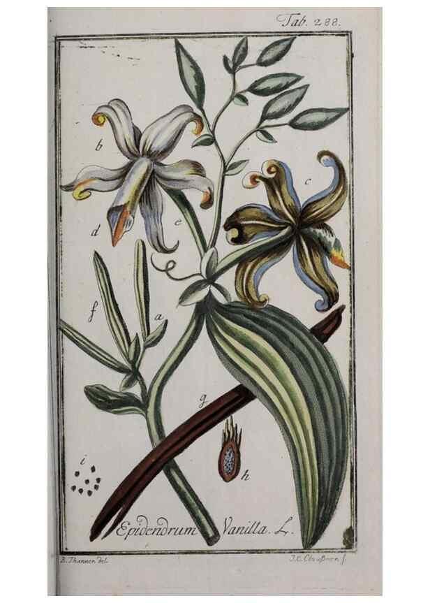 Reproducción/Reproduction 46455933534: Icones plantarum medicinalium.. Nürnberg :auf Kosten der Raspischen Buchhandlung,1779-1790. 