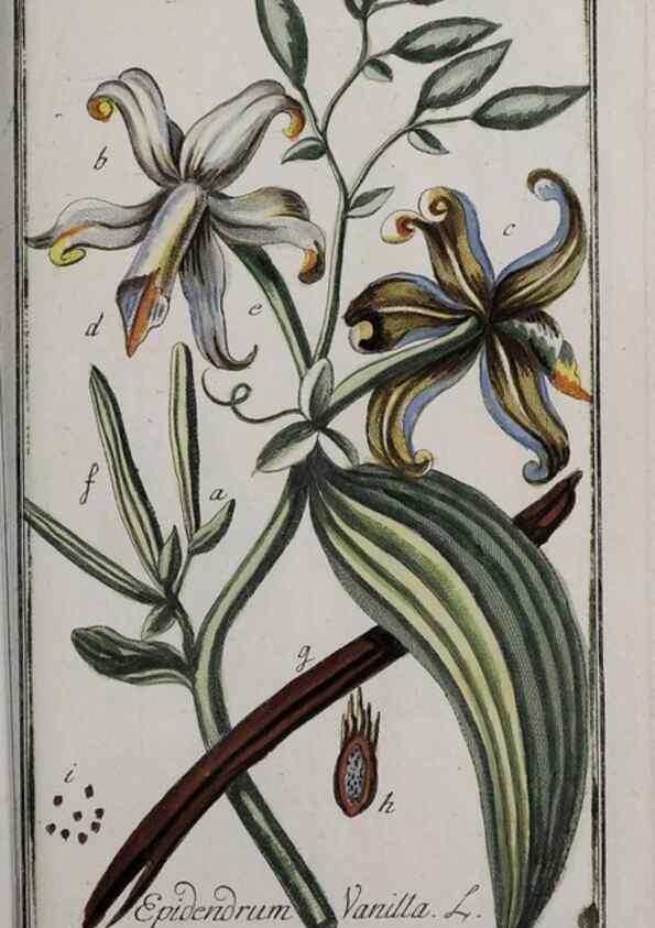 Reproducción/Reproduction 46455933534: Icones plantarum medicinalium.. Nürnberg :auf Kosten der Raspischen Buchhandlung,1779-1790. 