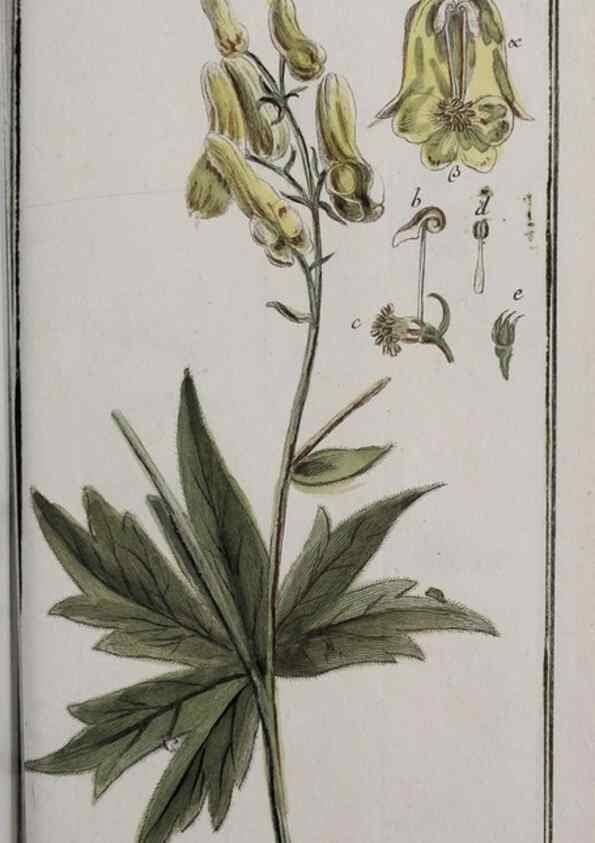 Reproducción/Reproduction 40214595933: Icones plantarum medicinalium.. Nürnberg :auf Kosten der Raspischen Buchhandlung,1779-1790. 