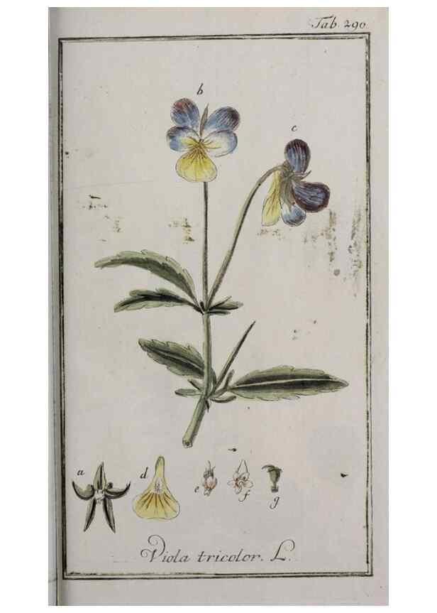 Reproducción/Reproduction 33304185618: Icones plantarum medicinalium.. Nürnberg :auf Kosten der Raspischen Buchhandlung,1779-1790. 