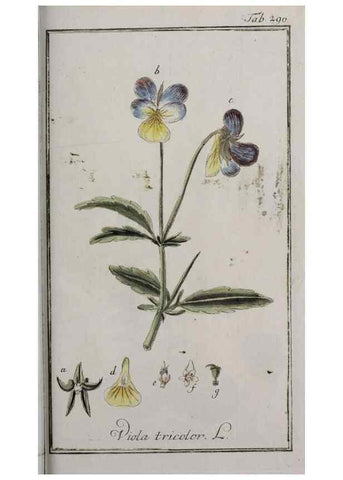 Reproducción/Reproduction 33304185618: Icones plantarum medicinalium.. Nürnberg :auf Kosten der Raspischen Buchhandlung,1779-1790. 