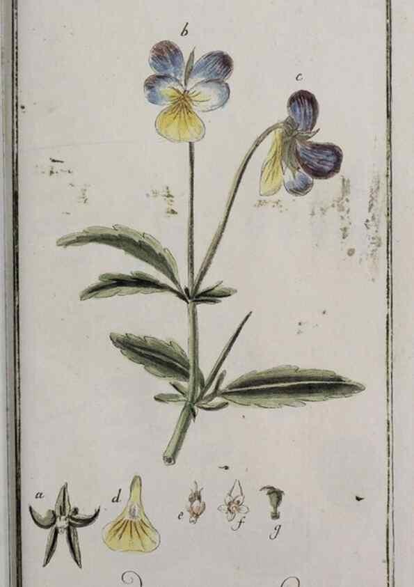 Reproducción/Reproduction 33304185618: Icones plantarum medicinalium.. Nürnberg :auf Kosten der Raspischen Buchhandlung,1779-1790. 