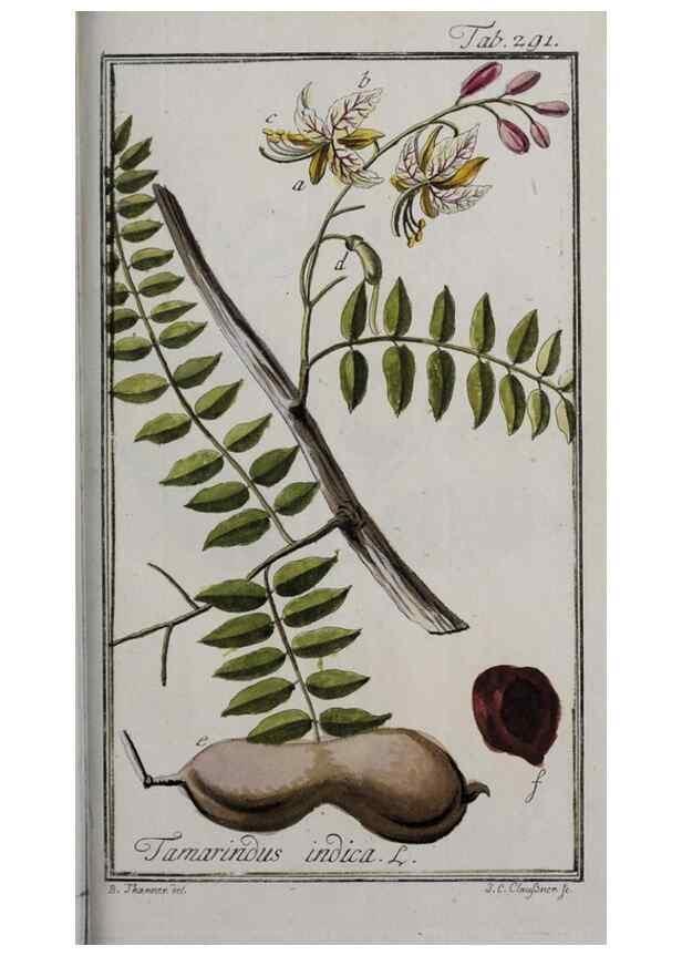 Reproducción/Reproduction 47127641232: Icones plantarum medicinalium.. Nürnberg :auf Kosten der Raspischen Buchhandlung,1779-1790. 