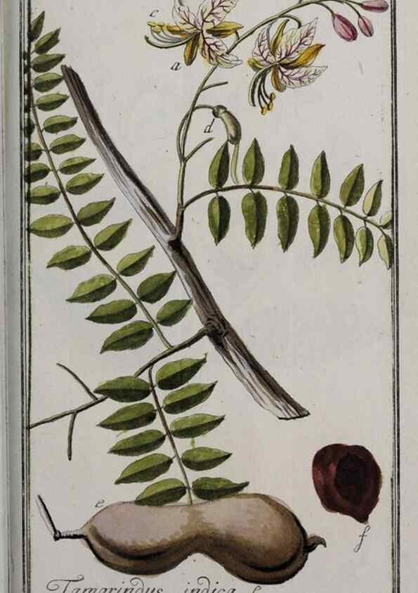 Reproducción/Reproduction 47127641232: Icones plantarum medicinalium.. Nürnberg :auf Kosten der Raspischen Buchhandlung,1779-1790. 