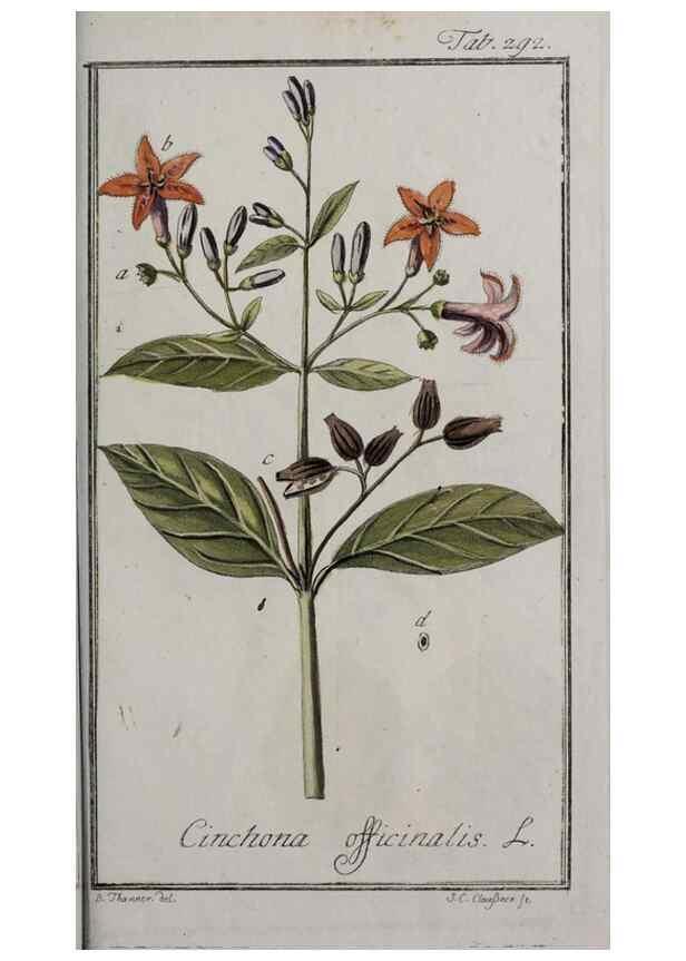 Reproducción/Reproduction 40214598853: Icones plantarum medicinalium.. Nürnberg :auf Kosten der Raspischen Buchhandlung,1779-1790. 