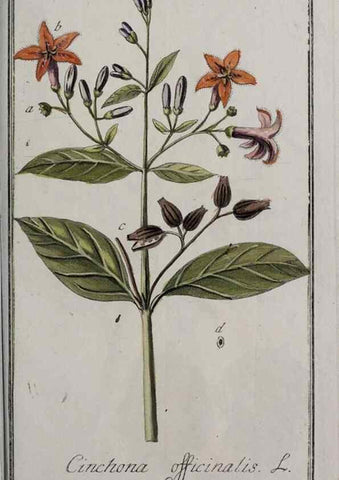 Reproducción/Reproduction 40214598853: Icones plantarum medicinalium.. Nürnberg :auf Kosten der Raspischen Buchhandlung,1779-1790. 