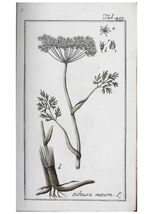 Reproducción/Reproduction 33304493828: Icones plantarum medicinalium.. Nürnberg :auf Kosten der Raspischen Buchhandlung,1779-1790. 