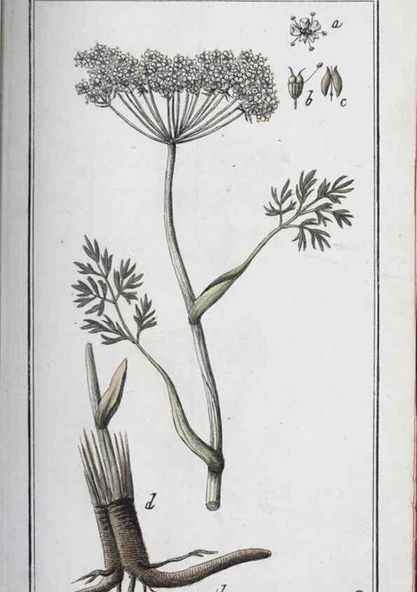 Reproducción/Reproduction 33304493828: Icones plantarum medicinalium.. Nürnberg :auf Kosten der Raspischen Buchhandlung,1779-1790. 