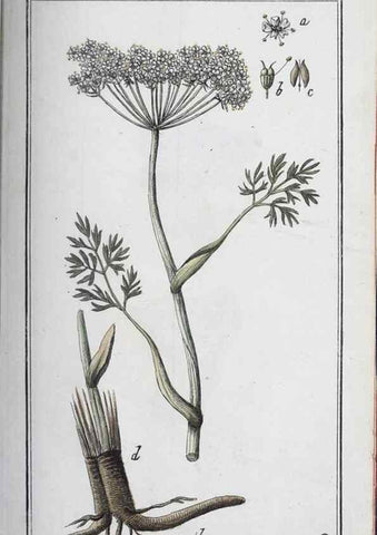 Reproducción/Reproduction 33304493828: Icones plantarum medicinalium.. Nürnberg :auf Kosten der Raspischen Buchhandlung,1779-1790. 