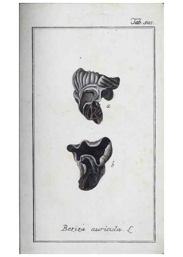 Reproducción/Reproduction 46265566155: Icones plantarum medicinalium.. Nürnberg :auf Kosten der Raspischen Buchhandlung,1779-1790. 