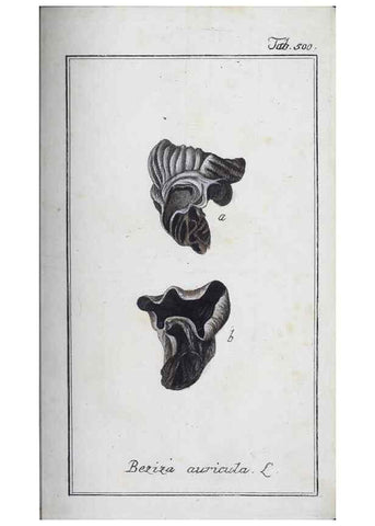 Reproducción/Reproduction 46265566155: Icones plantarum medicinalium.. Nürnberg :auf Kosten der Raspischen Buchhandlung,1779-1790. 