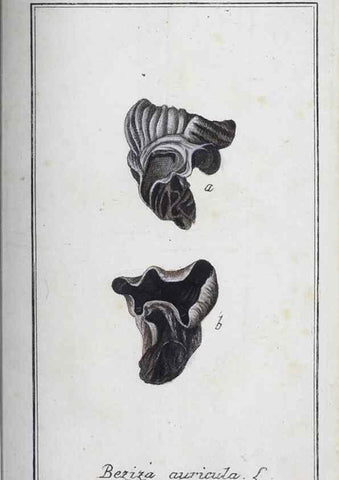Reproducción/Reproduction 46265566155: Icones plantarum medicinalium.. Nürnberg :auf Kosten der Raspischen Buchhandlung,1779-1790. 