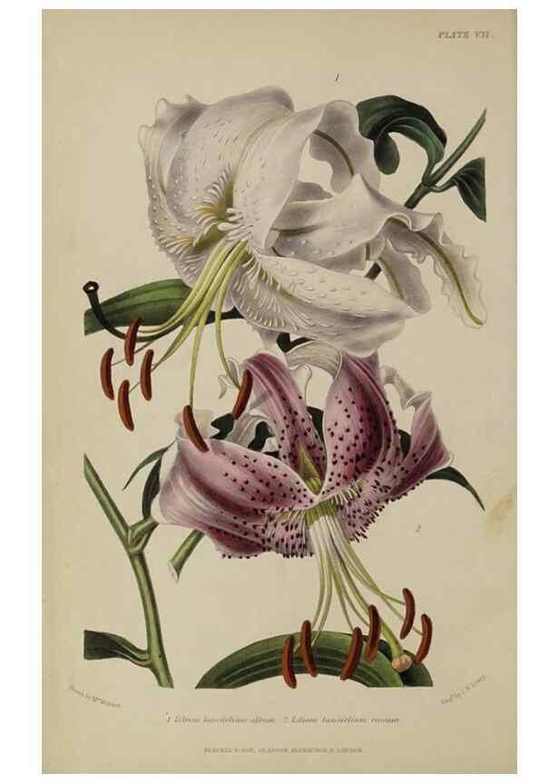 Reproducción/Reproduction 32286067047: The gardener's assistant :. London ;Blackie & Son,1859.. 