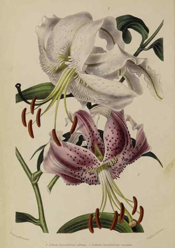 Reproducción/Reproduction 32286067047: The gardener's assistant :. London ;Blackie & Son,1859.. 