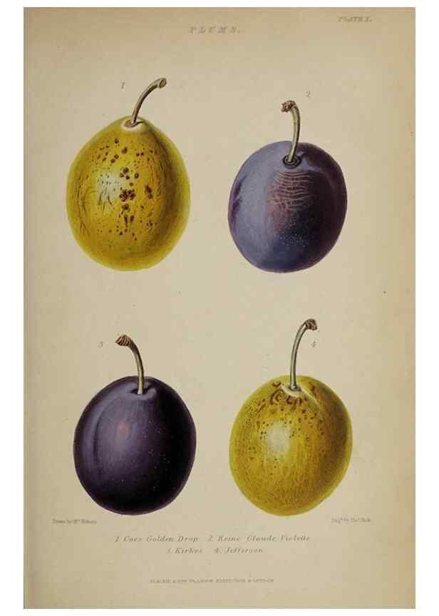 Reproducción/Reproduction 47228216121: The gardener's assistant :. London ;Blackie & Son,1859.. 