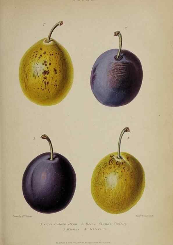 Reproducción/Reproduction 47228216121: The gardener's assistant :. London ;Blackie & Son,1859.. 
