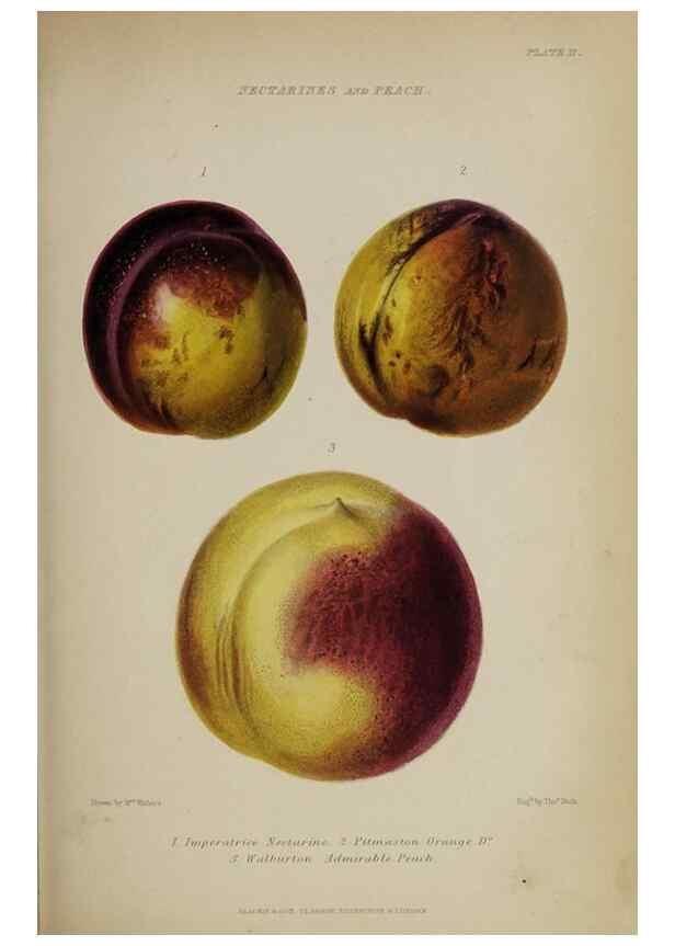 Reproducción/Reproduction 46504785854: The gardener's assistant :. London ;Blackie & Son,1859.. 