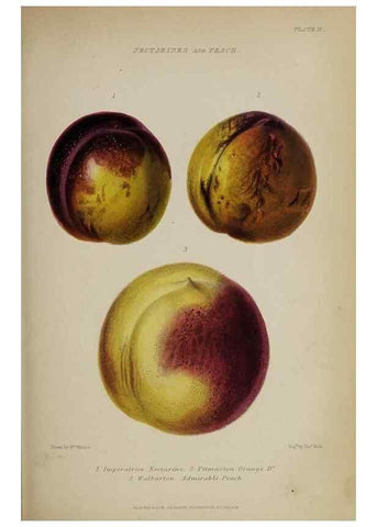 Reproducción/Reproduction 46504785854: The gardener's assistant :. London ;Blackie & Son,1859.. 