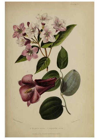 Reproducción/Reproduction 47228217921: The gardener's assistant :. London ;Blackie & Son,1859.. 