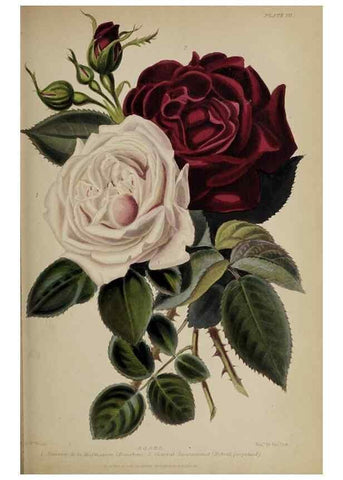 Reproducción/Reproduction 32286071167: The gardener's assistant :. London ;Blackie & Son,1859.. 