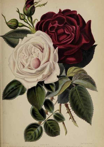 Reproducción/Reproduction 32286071167: The gardener's assistant :. London ;Blackie & Son,1859.. 