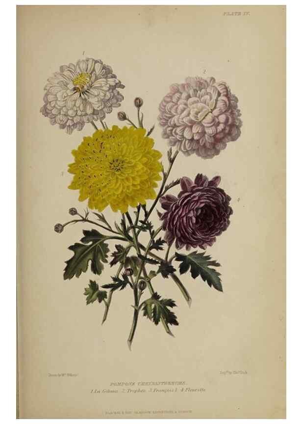 Reproducción/Reproduction 40263175583: The gardener's assistant :. London ;Blackie & Son,1859.. 