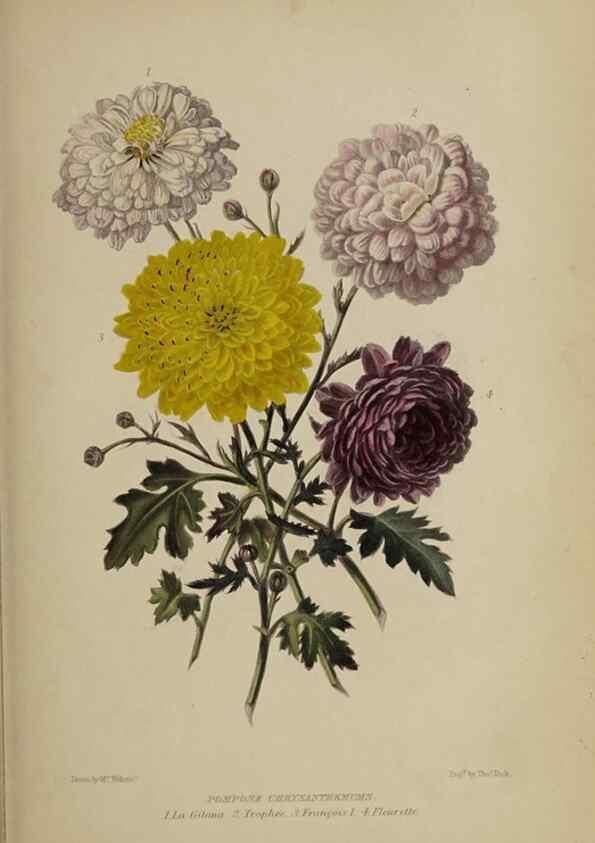 Reproducción/Reproduction 40263175583: The gardener's assistant :. London ;Blackie & Son,1859.. 