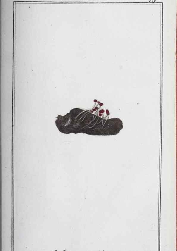 Reproducción/Reproduction 46456195714: Icones plantarum medicinalium.. Nürnberg :auf Kosten der Raspischen Buchhandlung,1779-1790. 