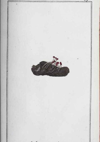 Reproducción/Reproduction 46456195714: Icones plantarum medicinalium.. Nürnberg :auf Kosten der Raspischen Buchhandlung,1779-1790. 
