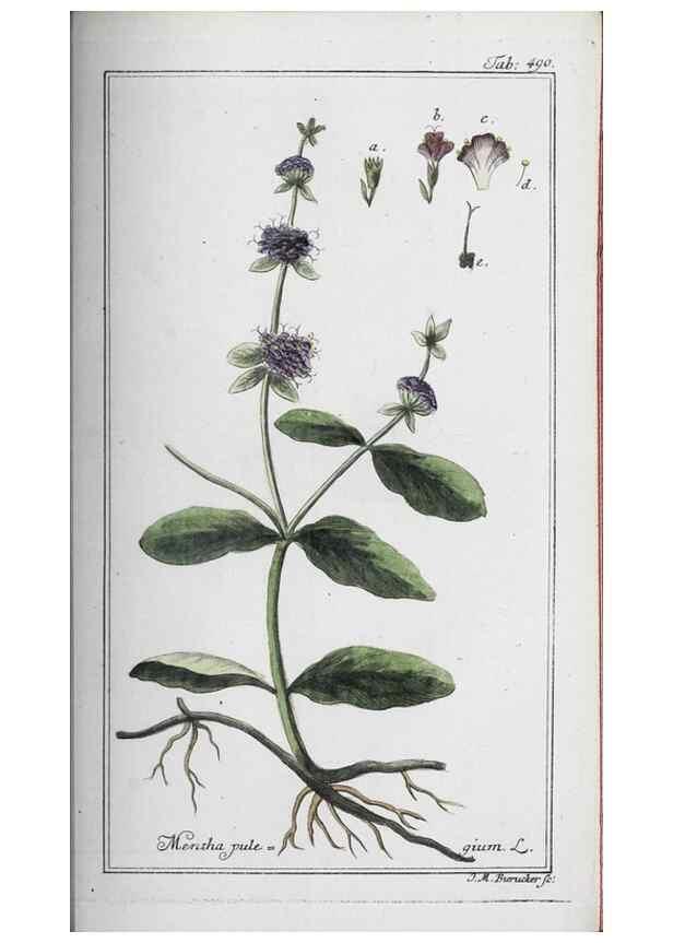 Reproducción/Reproduction 46456194084: Icones plantarum medicinalium.. Nürnberg :auf Kosten der Raspischen Buchhandlung,1779-1790. 