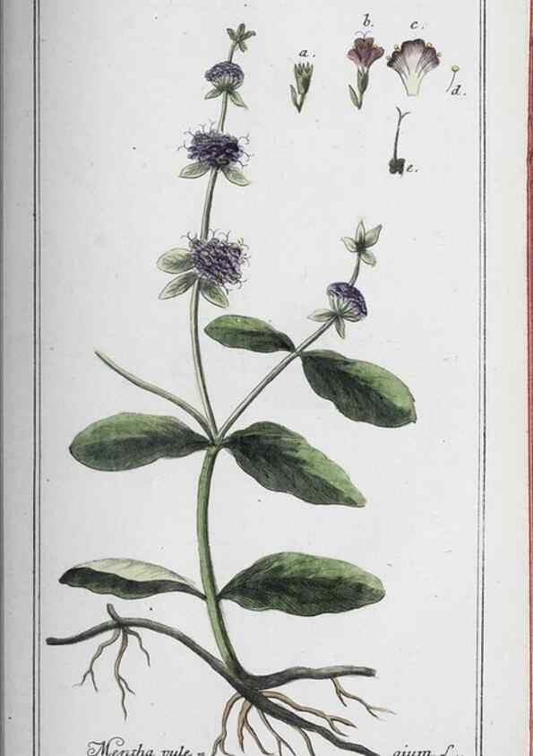Reproducción/Reproduction 46456194084: Icones plantarum medicinalium.. Nürnberg :auf Kosten der Raspischen Buchhandlung,1779-1790. 