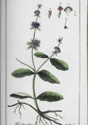 Reproducción/Reproduction 46456194084: Icones plantarum medicinalium.. Nürnberg :auf Kosten der Raspischen Buchhandlung,1779-1790. 