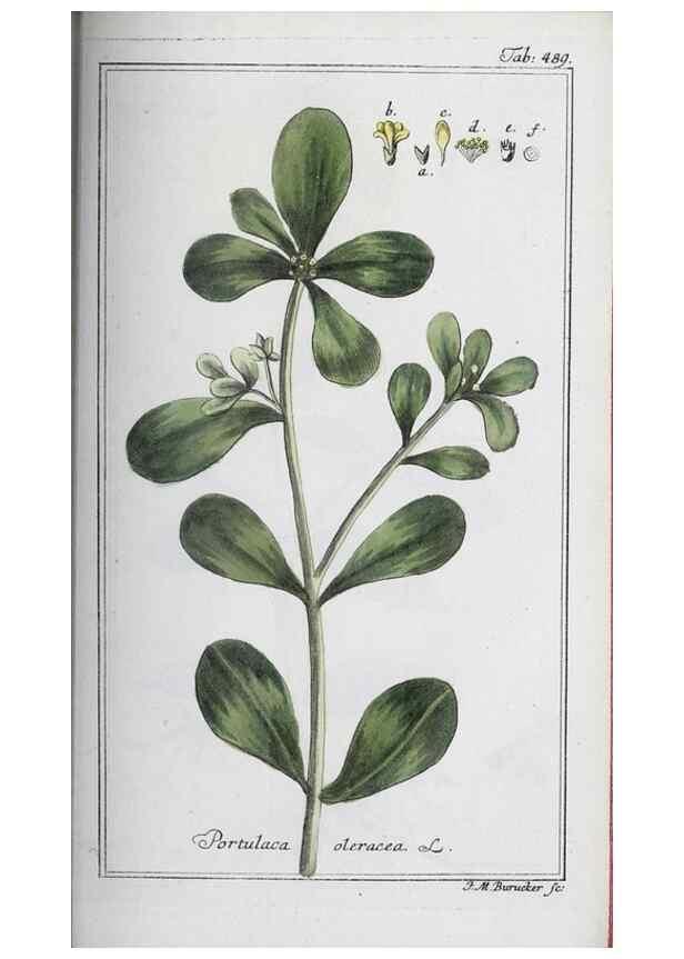 Reproducción/Reproduction 33304487838: Icones plantarum medicinalium.. Nürnberg :auf Kosten der Raspischen Buchhandlung,1779-1790. 