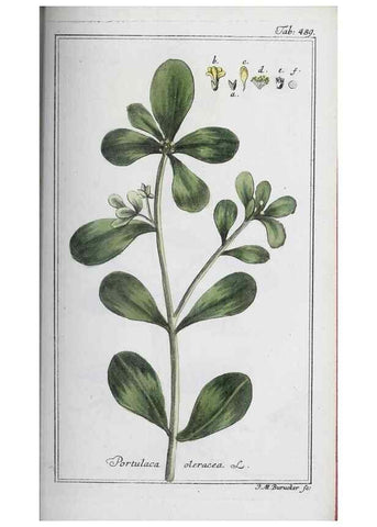 Reproducción/Reproduction 33304487838: Icones plantarum medicinalium.. Nürnberg :auf Kosten der Raspischen Buchhandlung,1779-1790. 