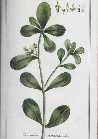 Reproducción/Reproduction 33304487838: Icones plantarum medicinalium.. Nürnberg :auf Kosten der Raspischen Buchhandlung,1779-1790. 