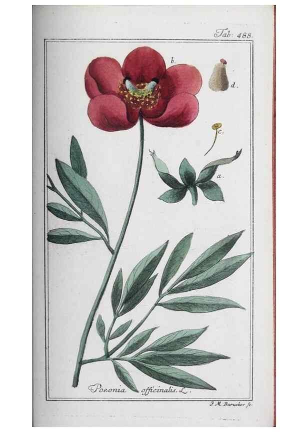 Reproducción/Reproduction 46265554585: Icones plantarum medicinalium.. Nürnberg :auf Kosten der Raspischen Buchhandlung,1779-1790. 