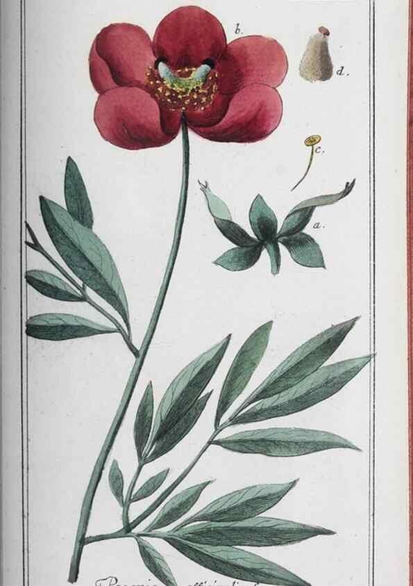 Reproducción/Reproduction 46265554585: Icones plantarum medicinalium.. Nürnberg :auf Kosten der Raspischen Buchhandlung,1779-1790. 